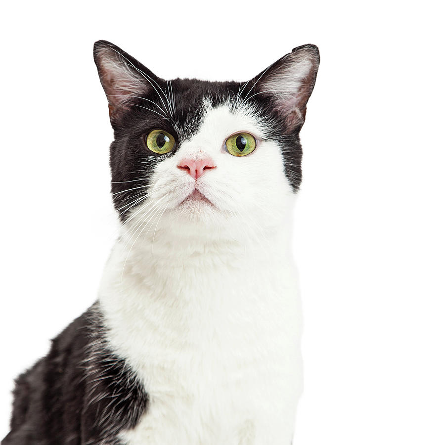 Animal Photograph - Portrait Black and White Tuxedo Cat by Good Focused