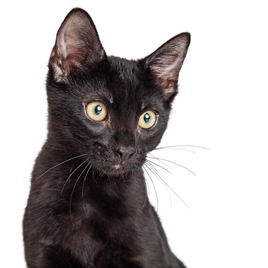 Animal Photograph - Portrait Black Kitten With Copy Space by Good Focused