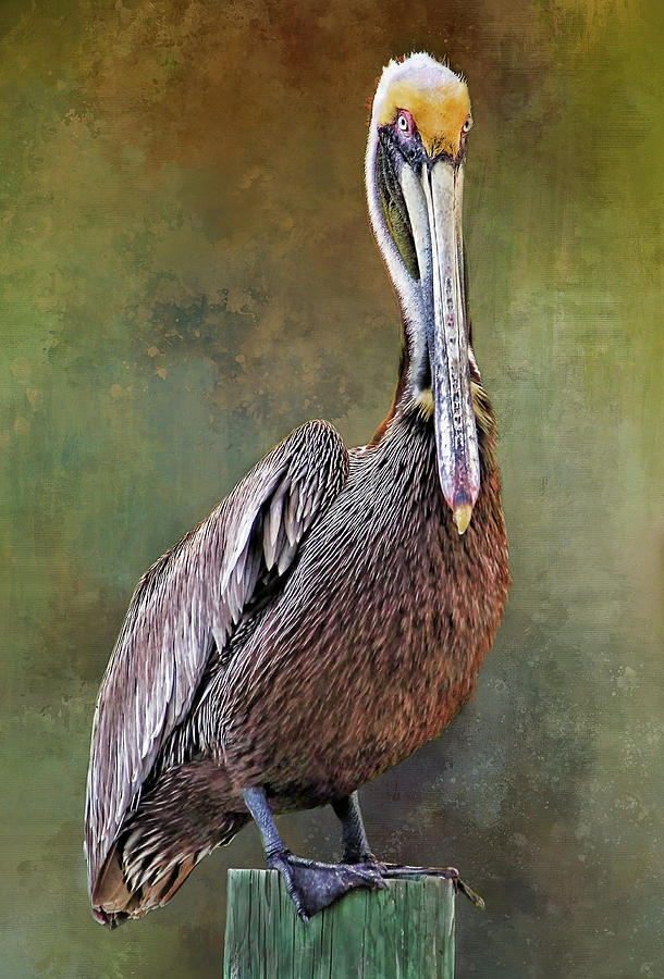Portrait - Brown Pelican Photograph by HH Photography of Florida