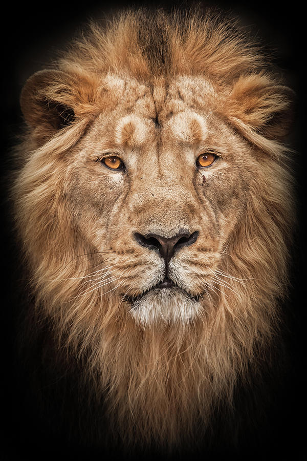 portrait calm and confidence.Lion is a large predatory strong an ...