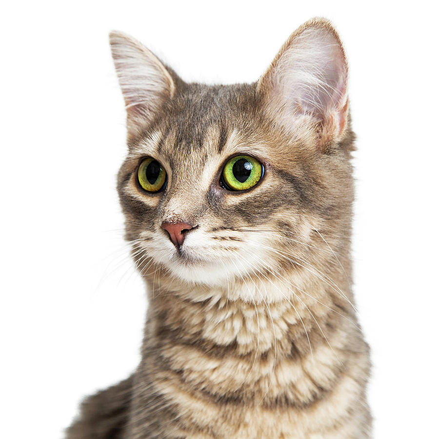 Portrait Cute Brown and Gray Kitty Photograph by Good Focused