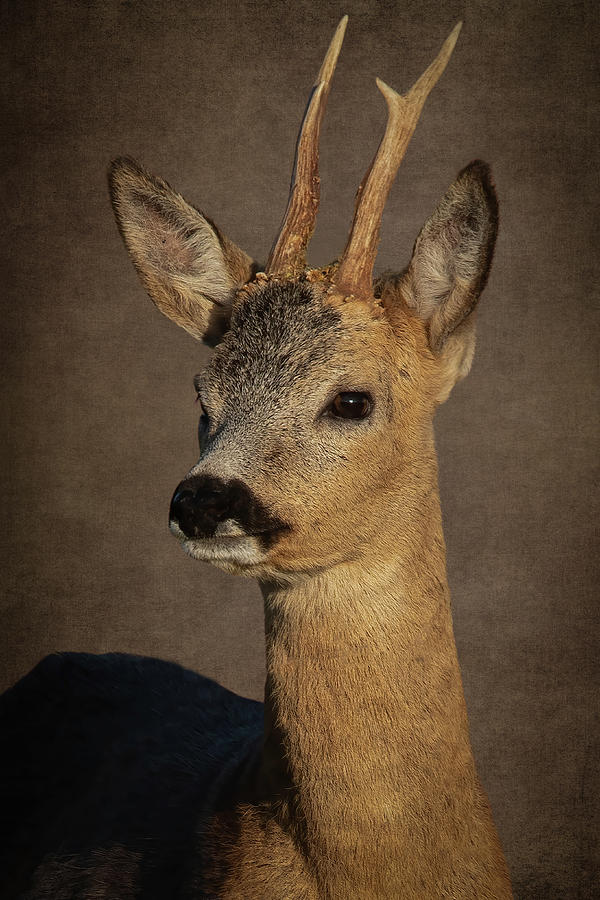 Portrait Deer Digital Art by Marjolein Van Middelkoop