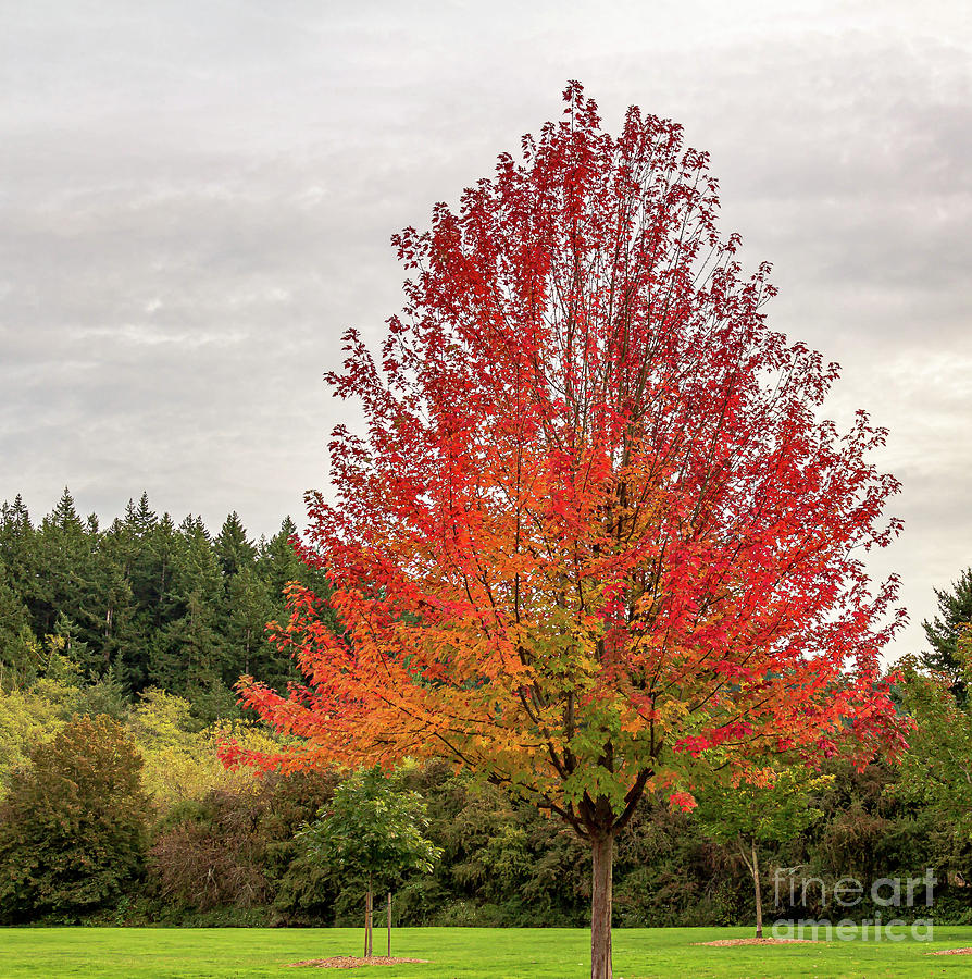 Portrait Fall Colors Photograph by Roger Patterson - Fine Art America