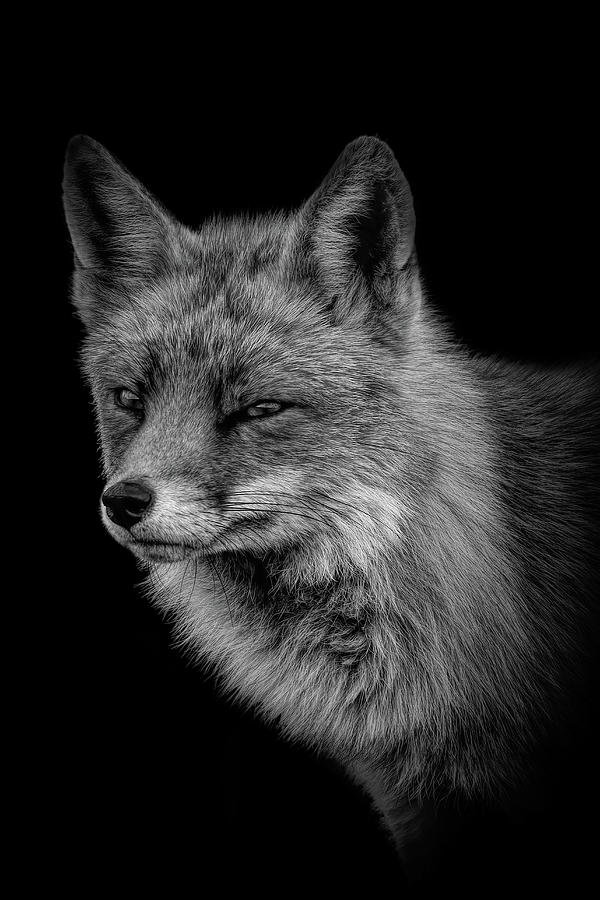 Portrait fox black an white Photograph by Marjolein Van Middelkoop