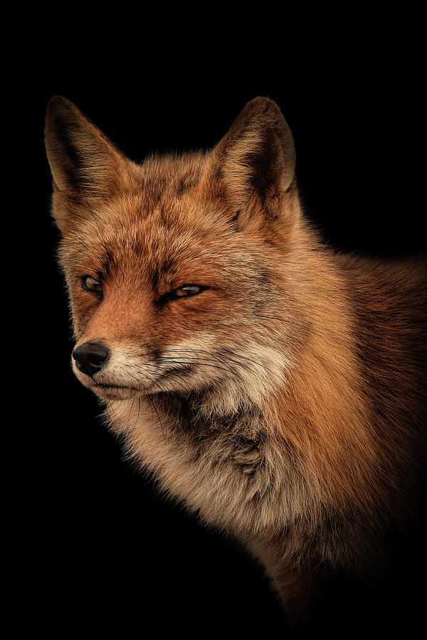Portrait fox with black background Digital Art by Marjolein Van Middelkoop