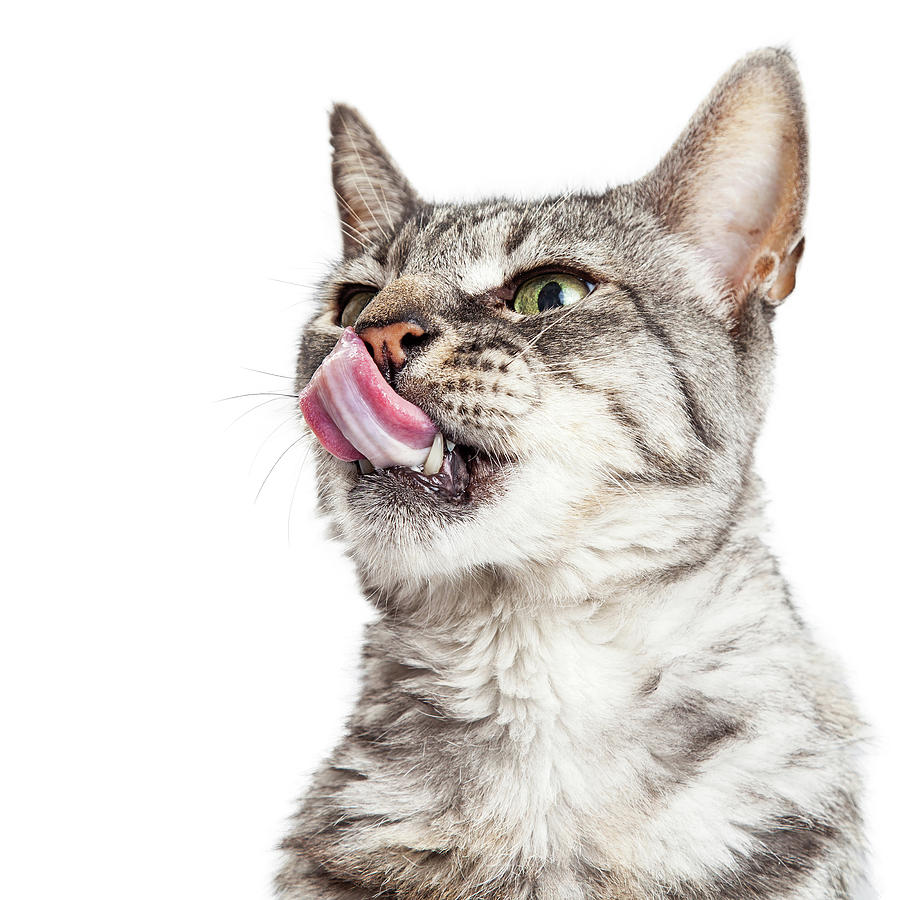 Portrait Funny Hungry Cat Tongue Out Photograph by Good Focused