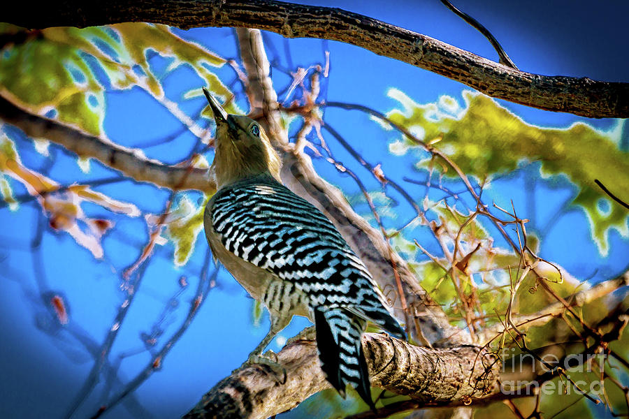  Portrait Gila Woodpecker  Photograph by Robert Bales