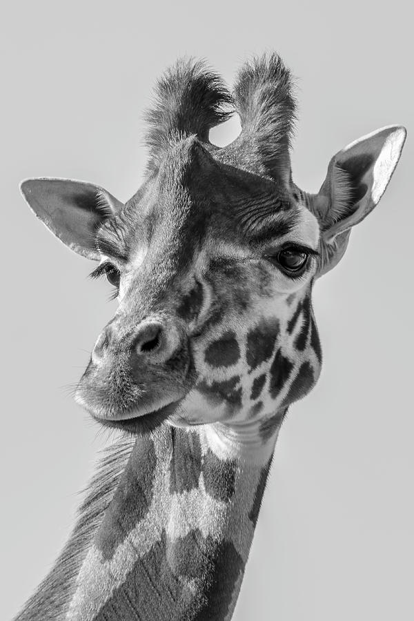 Portrait Giraffe In Black White Digital Art by Marjolein Van Middelkoop