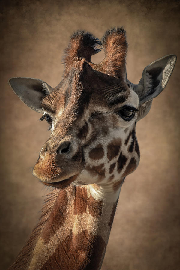 Portrait giraffe in shades of brown Digital Art by Marjolein Van Middelkoop