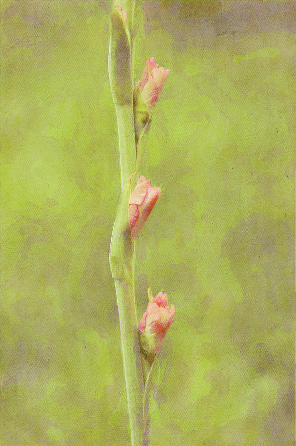 Portrait Gladiolus Flower Buds Ready To Open Digital Art