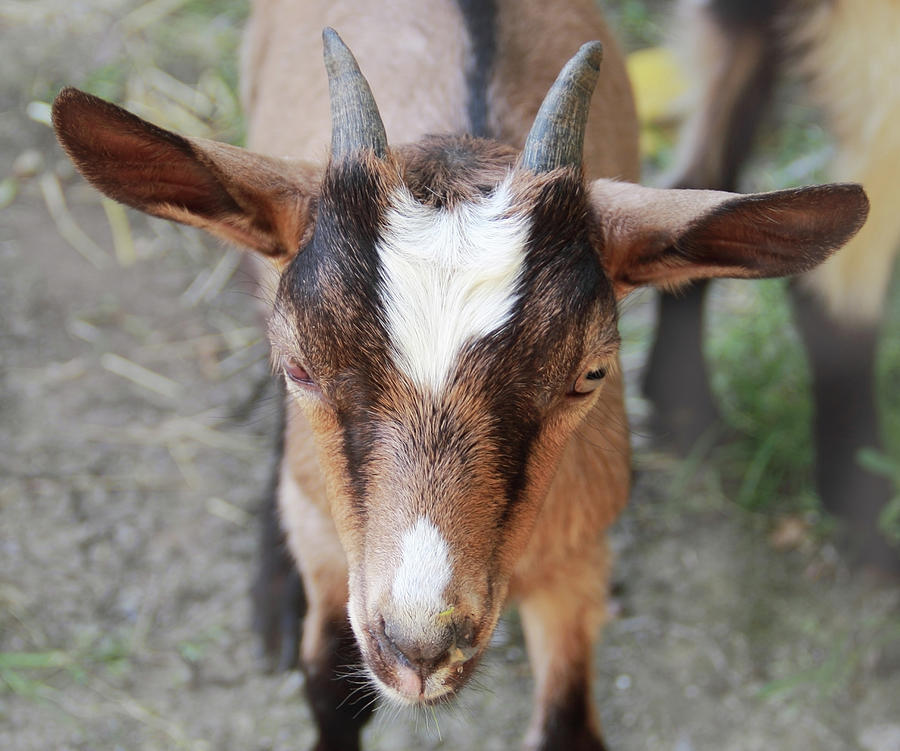 Portrait goat kid Digital Art by Nada Bascarevic - Fine Art America