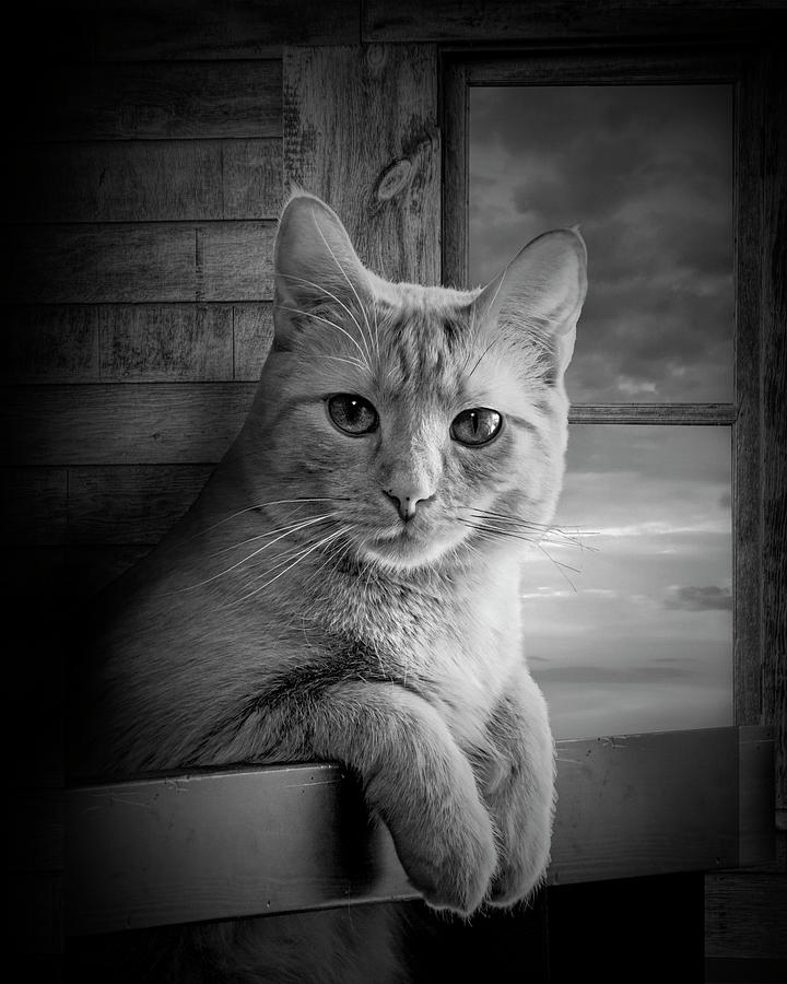Portrait in Black and White of a Domestic Cat Photograph by Randall Nyhof