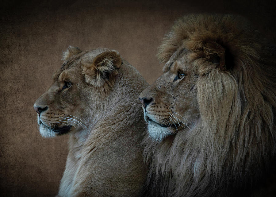 Portrait lion and lioness in brown Digital Art by Marjolein Van Middelkoop