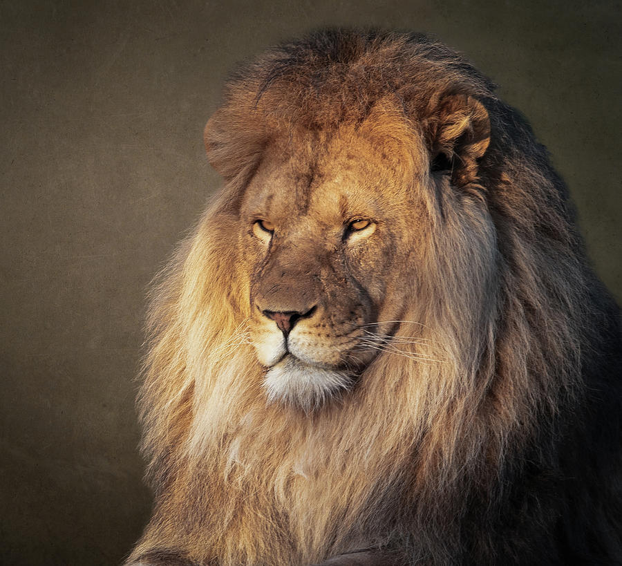 Portrait lion Digital Art by Marjolein Van Middelkoop