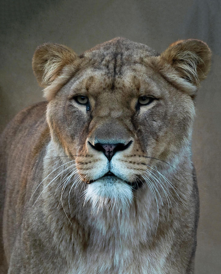 Portrait lioness Digital Art by Marjolein Van Middelkoop
