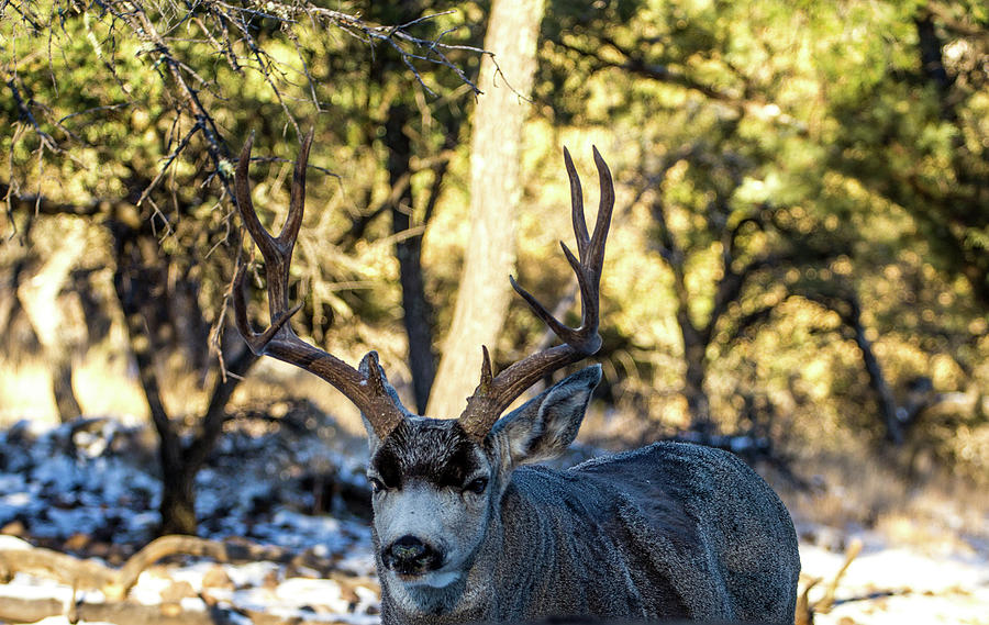 Portrait - Mule Deer Buck Photograph by Renny Spencer