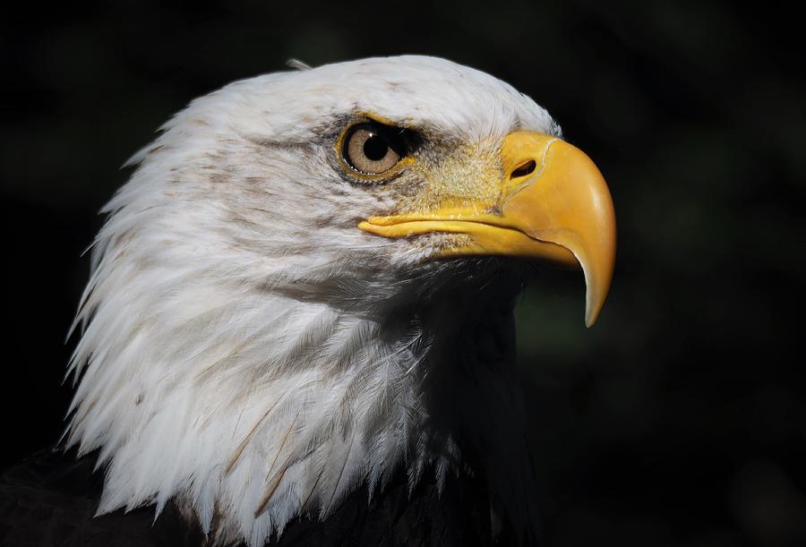 Portrait of a Bald Eagle Photograph by Darrell MacIver