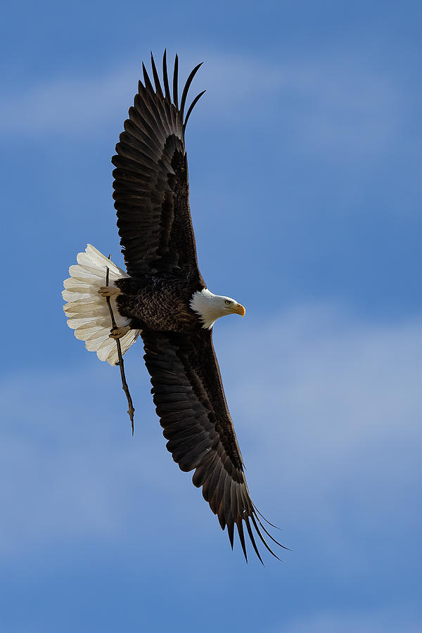 Portrait of a Bald Eagle Delivering a Stick Photograph by Tony Hake