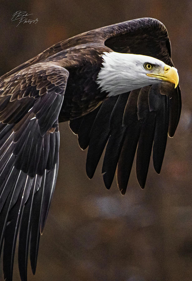 Portrait of a Bald Eagle Photograph by Paul Brooks