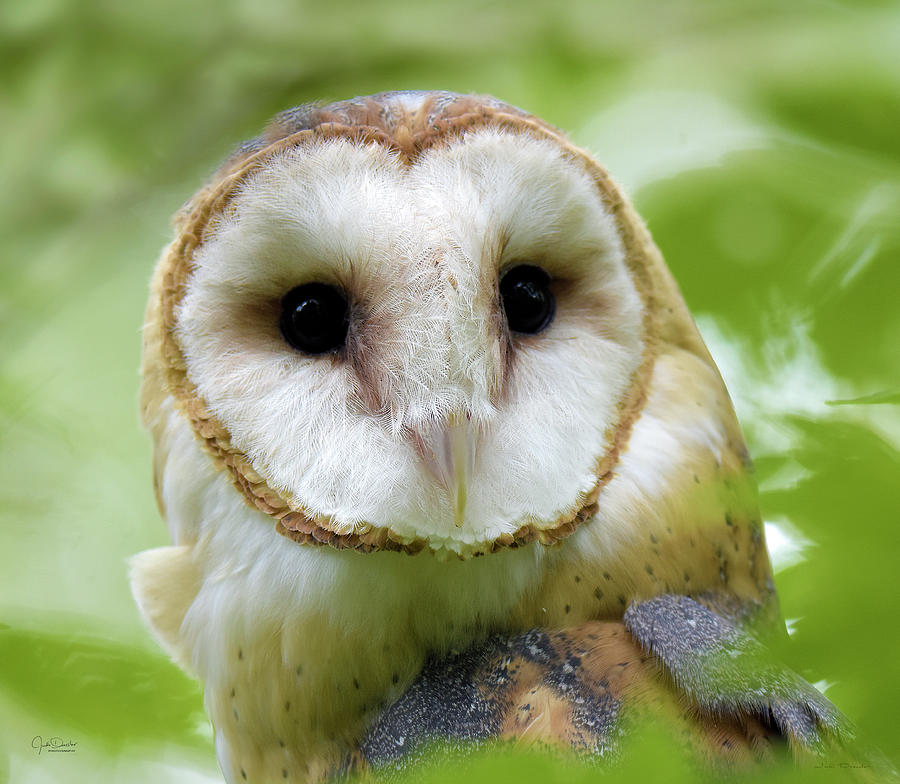 Portrait of a Barn Owl Photograph by Judi Dressler