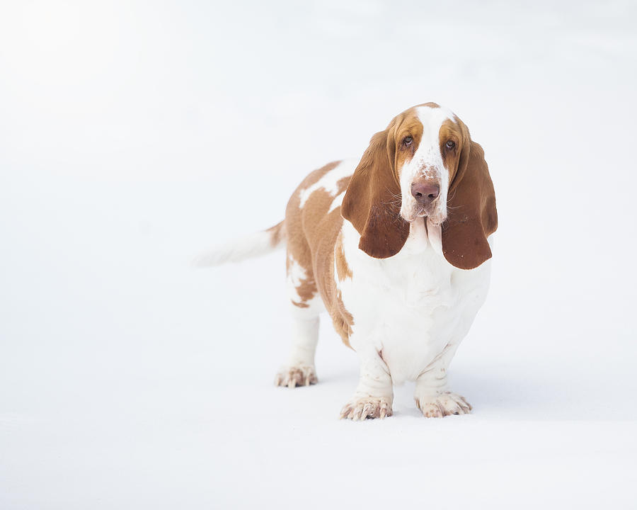 Portrait of a basset hound dog Photograph by Laureencarruthers