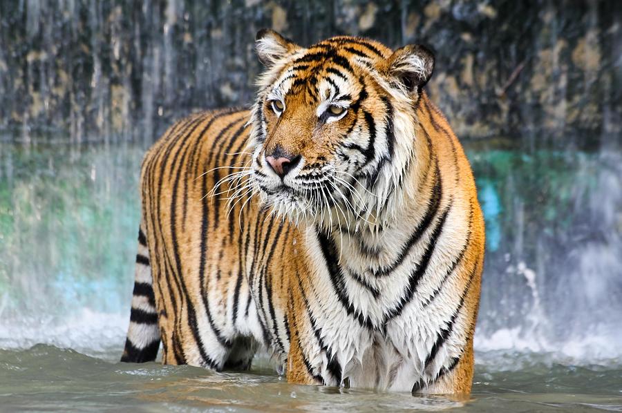 Portrait of a beautiful tiger in the water Photograph by Blagovest ...