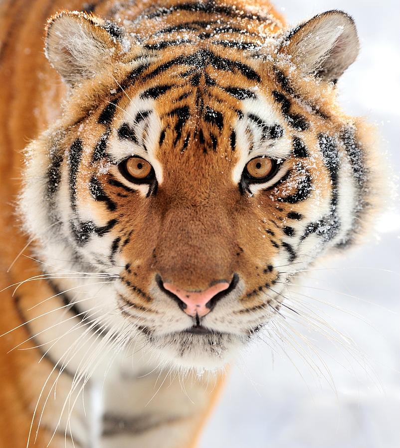 Portrait of a Beautiful wild siberian tiger on snow Photograph by ...