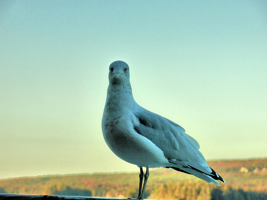 portrait-of-a-bird-photograph-by-robert-mcculloch-fine-art-america