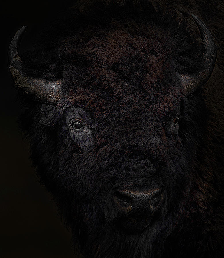 Portrait of a Bison Photograph by Don Hoekwater Photography