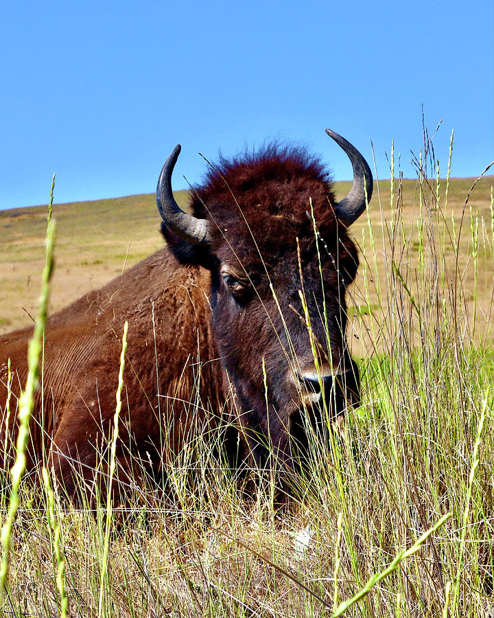 Portrait of a Bison Photograph by Sarah Lilja