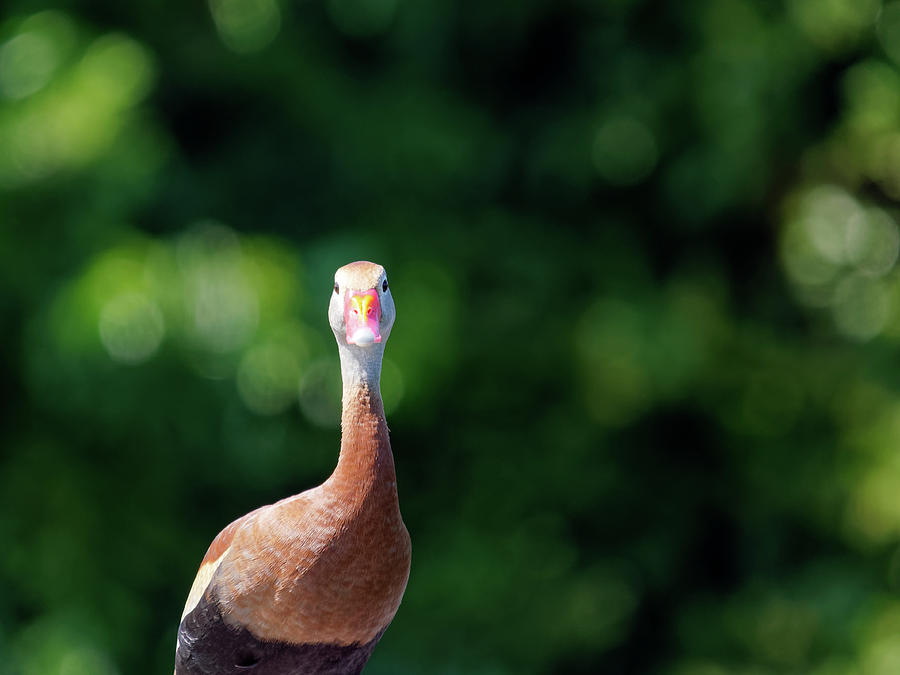 Portrait Of A Black-bellied Whistling Duck Photograph
