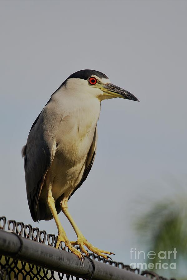 Portrait of a Black Crowned Night Heron Photograph by Joanne Carey