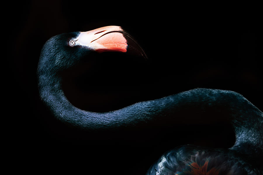 Portrait of a black flamingo Photograph by Shutterjack