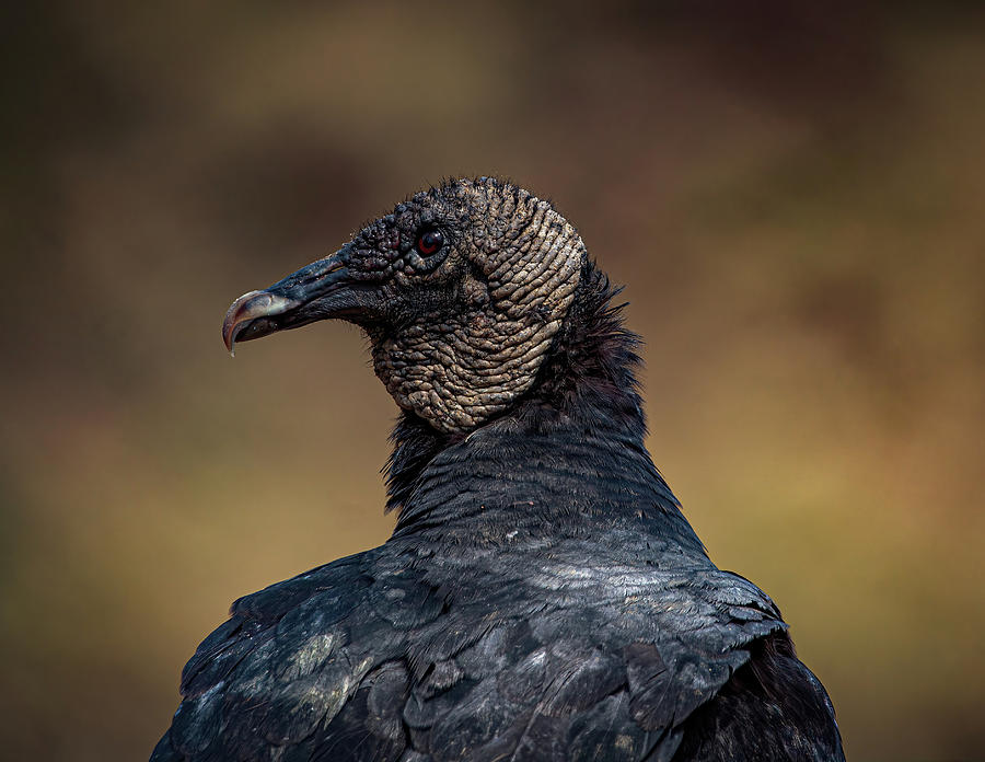 Portrait of a Black Vulture Photograph by Chad Meyer