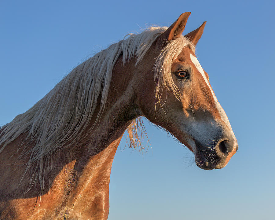 Portrait of a blonde horse Photograph by Murray Rudd