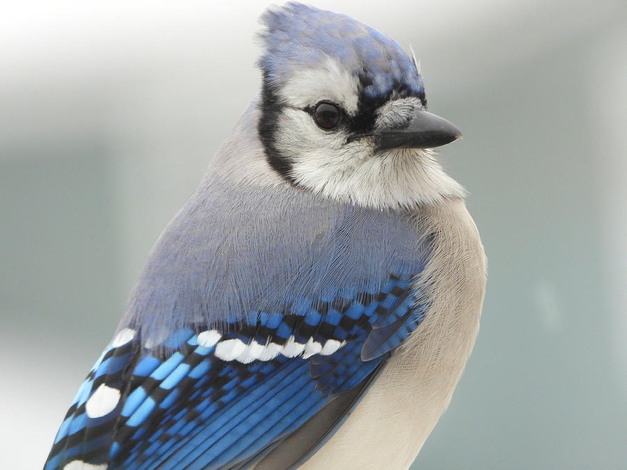 Portrait of a Blue Jay Photograph by Living Color Photography Lorraine Lynch