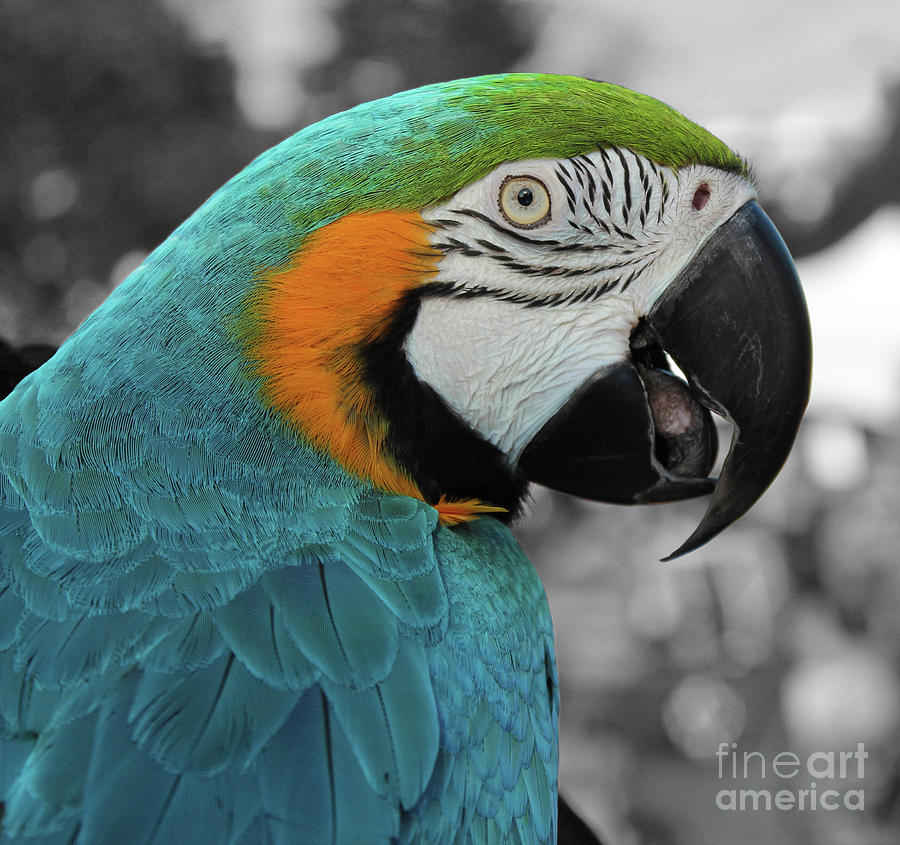 Portrait Of A Blue Macaw Photograph by Nina Silver