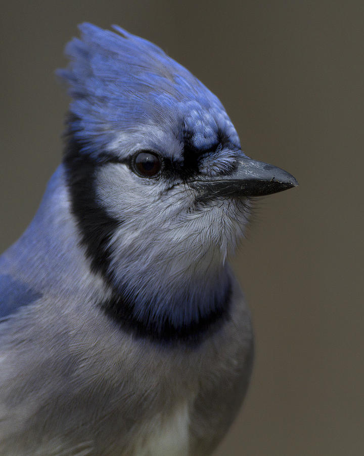 Portrait of a Bluejay Photograph by Timothy McIntyre