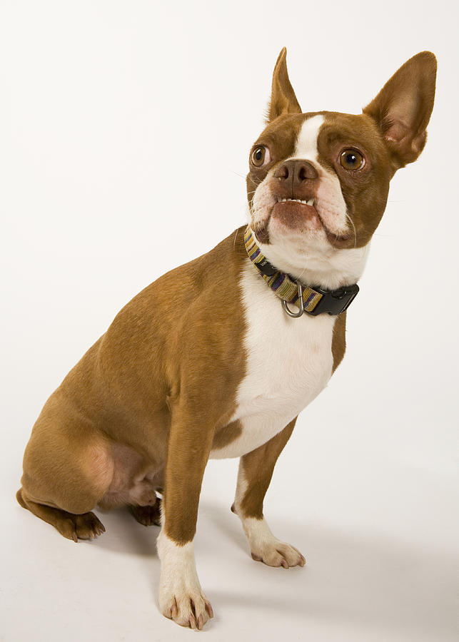 Portrait of a Boston Terrier on white. Photograph by Frank Gaglione