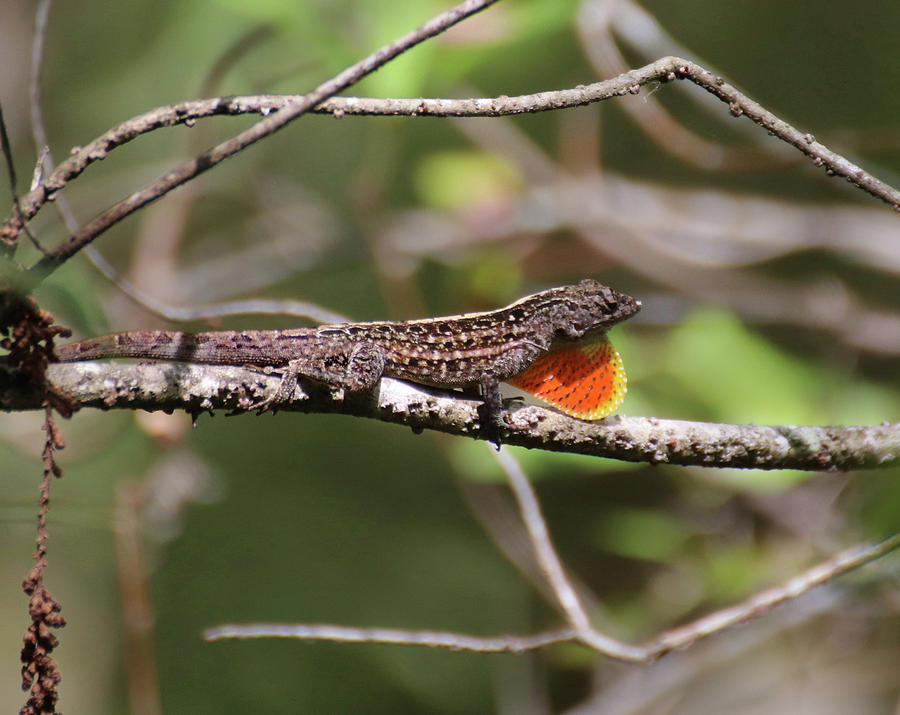 Portrait of a Brown Anole Photograph by David T Wilkinson