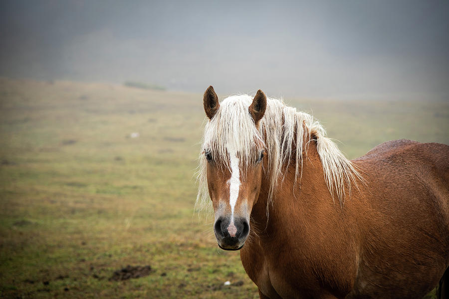 Portrait of a brown horse in the field. Photograph by Michalakis Ppalis