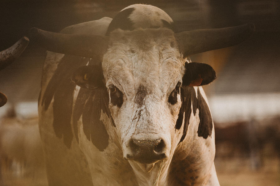 Portrait of a bull at a rodeo Photograph by Laureencarruthers