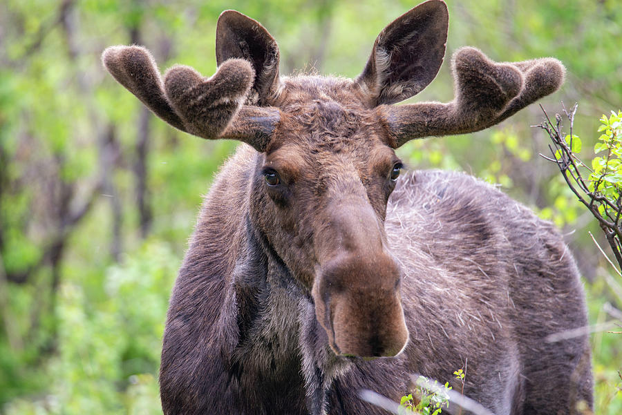 Portrait of a Bull Moose Photograph by Darlene Bushue