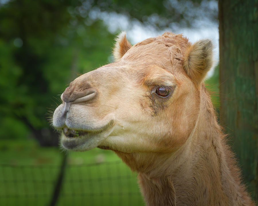 Portrait of a Camel Photograph by Mark Andrew Thomas