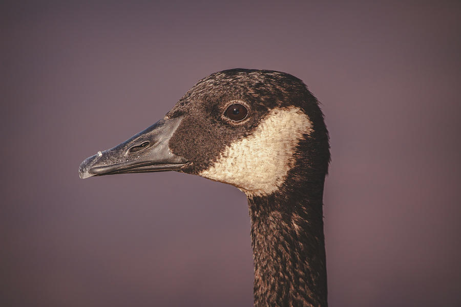 Portrait of a Canada Goose Photograph by Chad Meyer