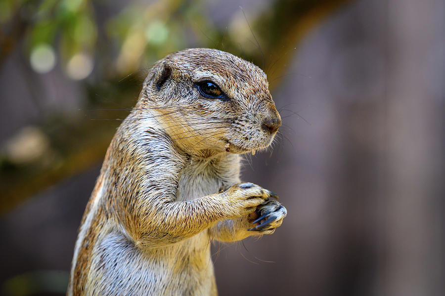 Portrait of a Cape ground squirrel or South African ground squirrel Photograph by Miroslav Liska Portrait of a Cape ground squirrel or South African ground squirrel Photograph by Miroslav Liska