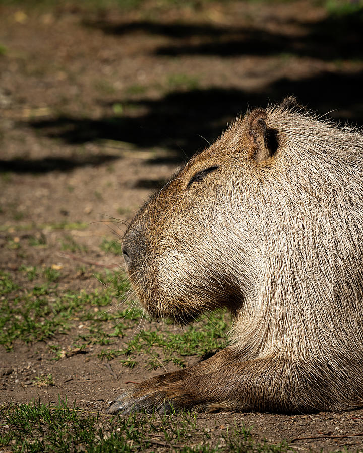 Capivara!