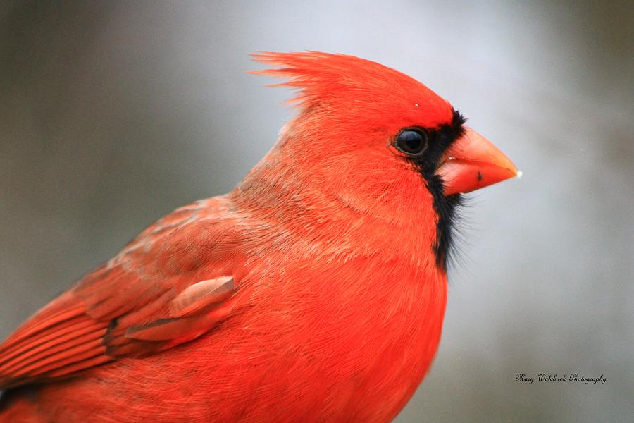 Portrait of a Cardinal Photograph by Mary Walchuck