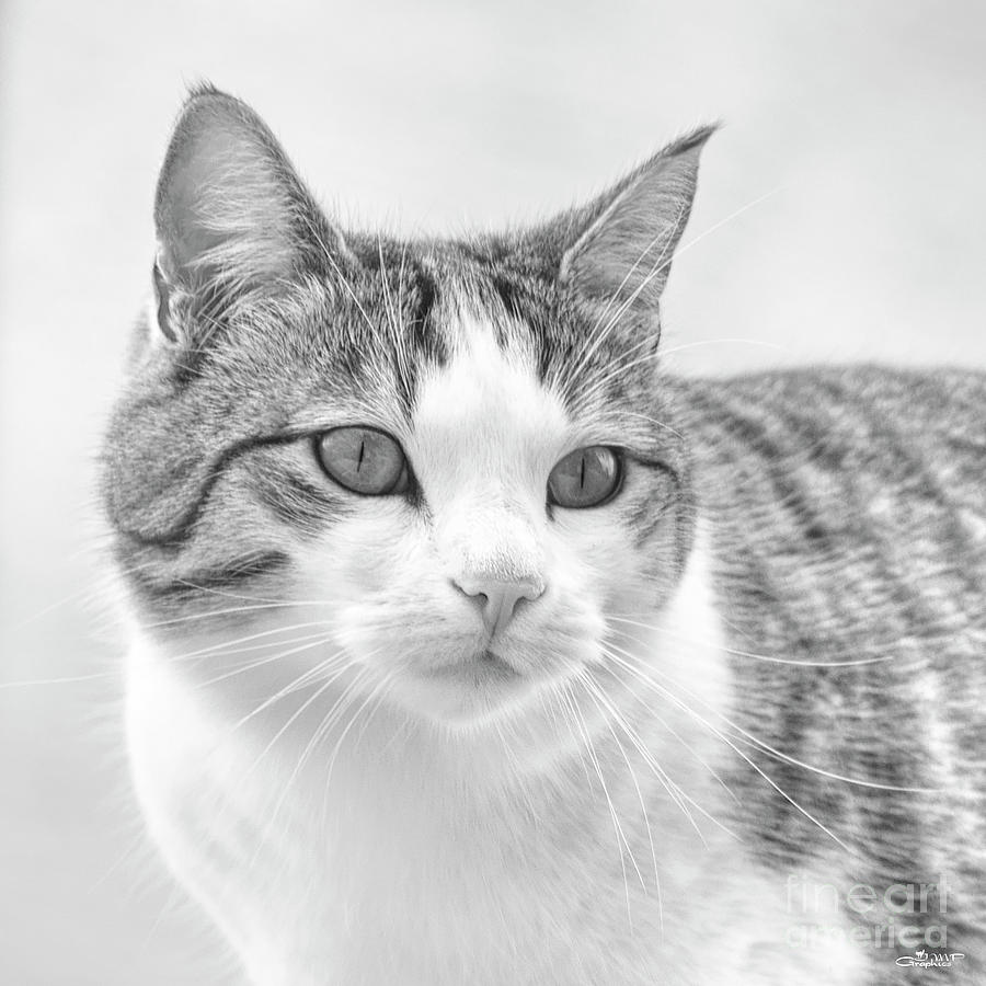 Portrait of a Cat Photograph by Jutta Maria Pusl