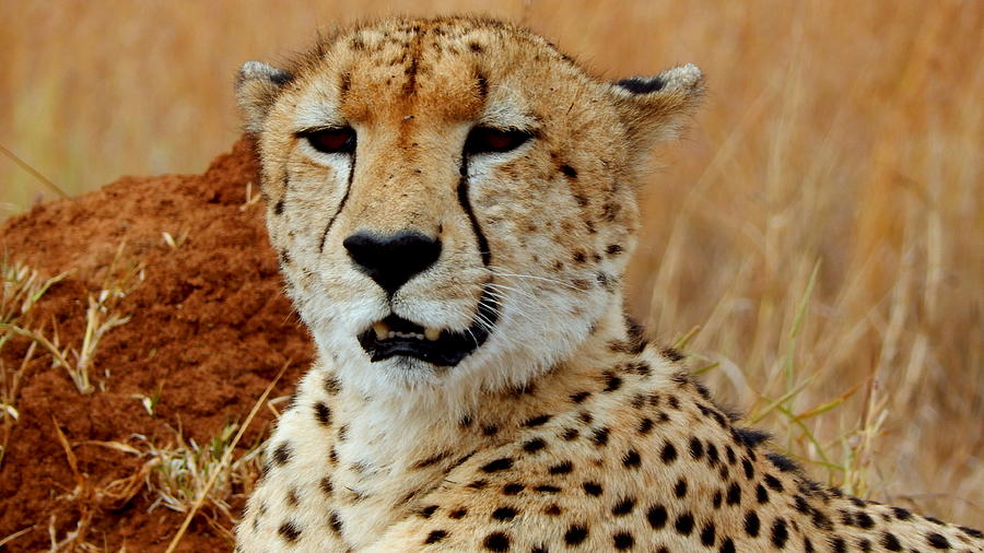 Portrait of a Cheetah Photograph by Kenneth Scholtz - Fine Art America